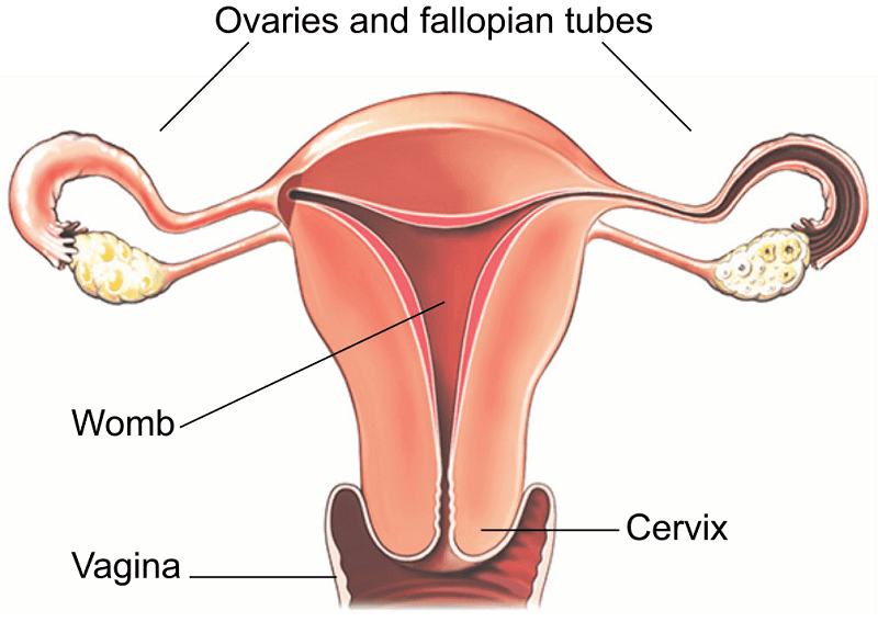 Hysterectomy Surgery In Pathankot

